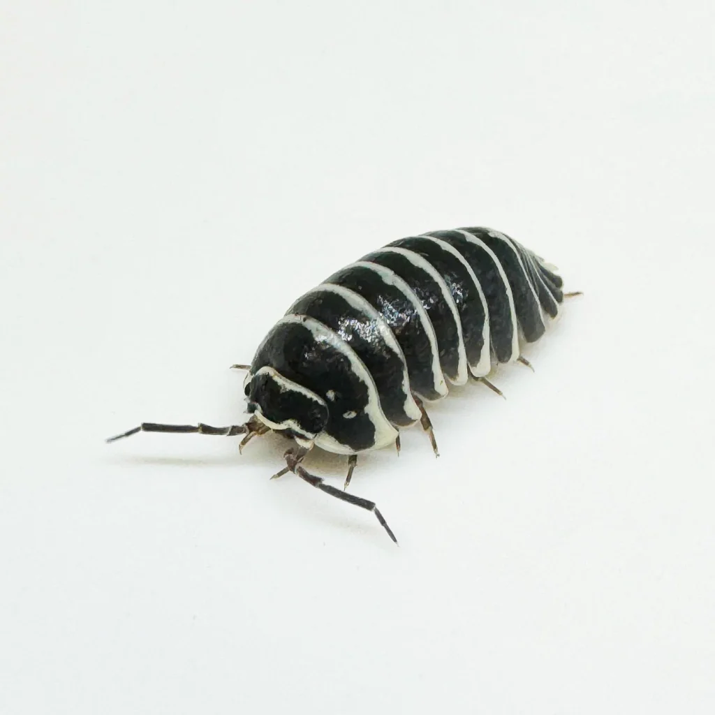zebra isopods
