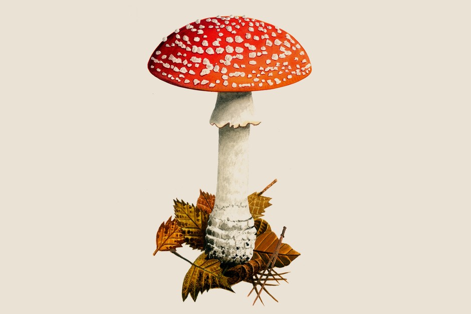 magic mushrooms legal