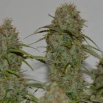 best delta 8 flower for sleep