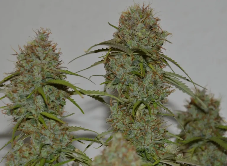best delta 8 flower for sleep