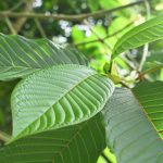 kratom benefits