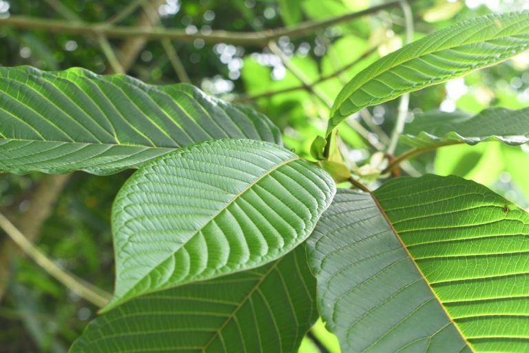 kratom benefits