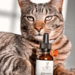 cbd oil for cats