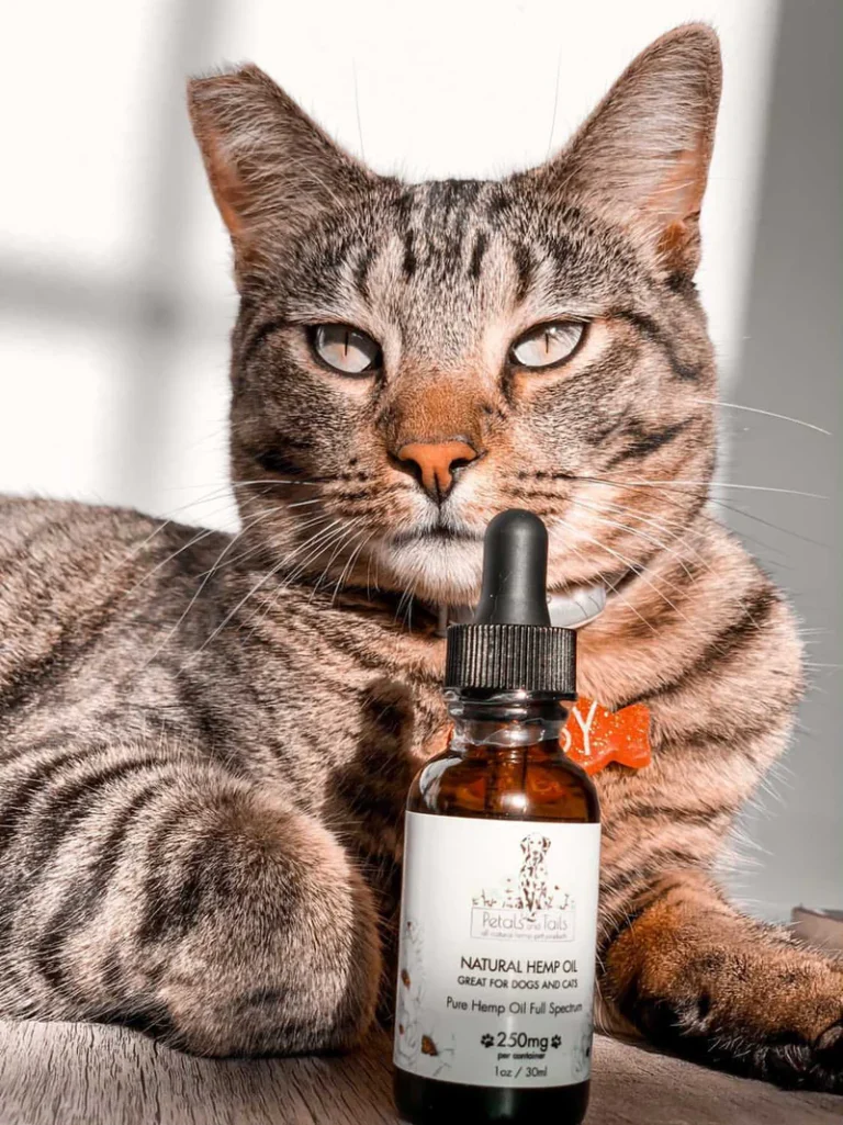 cbd oil for cats